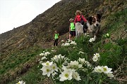 19 Anemoni narcissiflora sul sentiero per Baita Foppa Alta